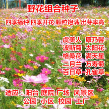 Ұ���M�ϷN���ļ�����˹�ո�ɣ��������̫ꖻ��G�����̲ݾհ��ղ�