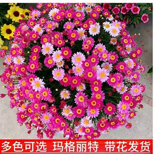 �������ػ������Դ�����Ʒ��������ɫ�ļ��ǹ���С���̨�������