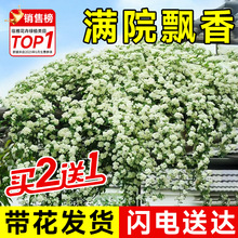 白木香花苗爬藤植物花卉重瓣红黄木香花树苗庭院蔷薇四季开花盆栽