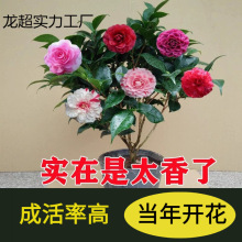 軨ļɽ軨ֲ҃Bɫ൤ͻ