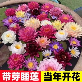 ˯ɏ���Kˮ��ֲ���ļ�ˮ�B�ɻ�ˮɏ�����Ի���ˮ������˯ɏ������