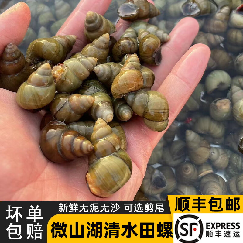 云映渔舟清水田螺新鲜活体微山湖野生螺蛳可选剪尾螺丝石螺商用螺