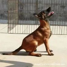 纯种马犬幼犬活体家护院犬爆红马犬护卫犬宠物狗幼崽犬比利时马犬