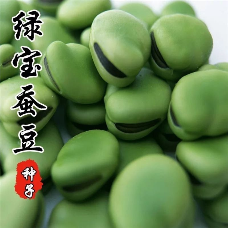 Large and High-Yield Broad Bean Seeds, Suitable for Planting in Spring, Autumn, and Winter, Early-Maturing and Cold-Resistant Large and High-Yield Broad Bean Seeds, Suitable for Planting in Spring, Autumn, and Winter, Early-Maturing and Cold-Resistant