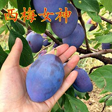 ���Ә�����������÷���Ϸ������Nֲ���Ե��Լ޽ӹ��������]