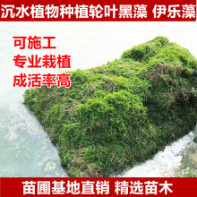�۾G��β�������l��Ƽֲ��ˮ��ֲ��Ư��ֲ�ﻨ��ˮ��ֲ���~�r�ӵ�