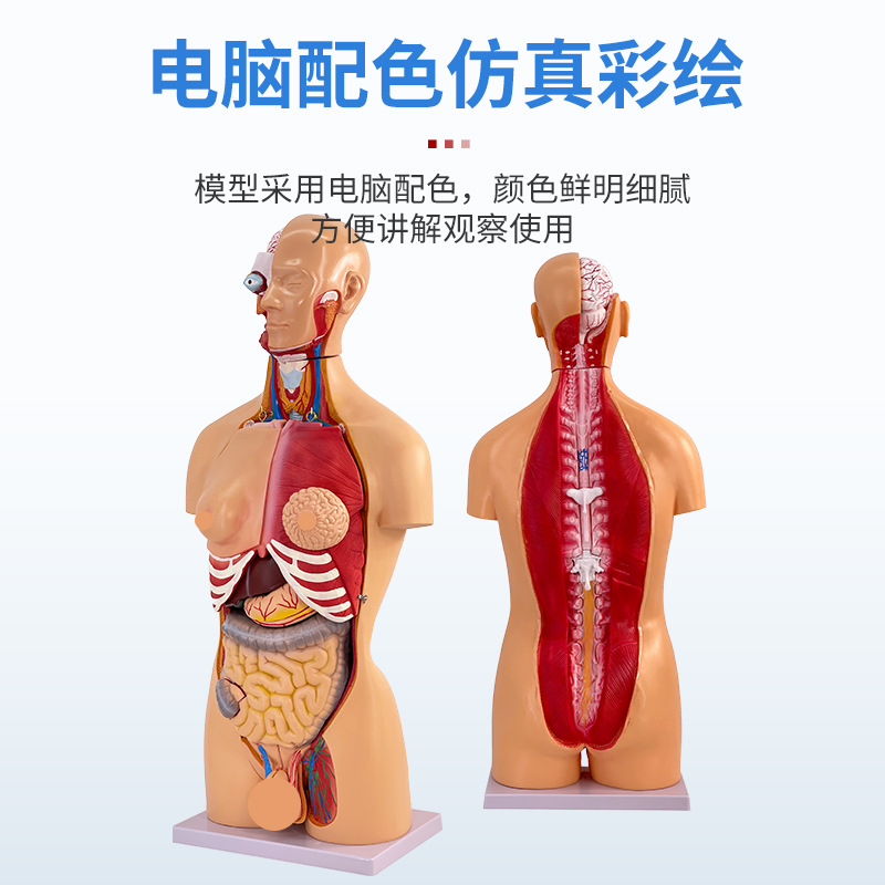 85CM��������ģ���������ٽṹ����ȫ�����������������ģ�ؽ�ѧ