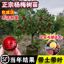 ÷|÷޽玧~ϱNֲͥԺԗ÷