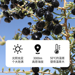 黑枸杞子500g青海黑枸杞大果非野生寧夏散貨原料批發源頭代發