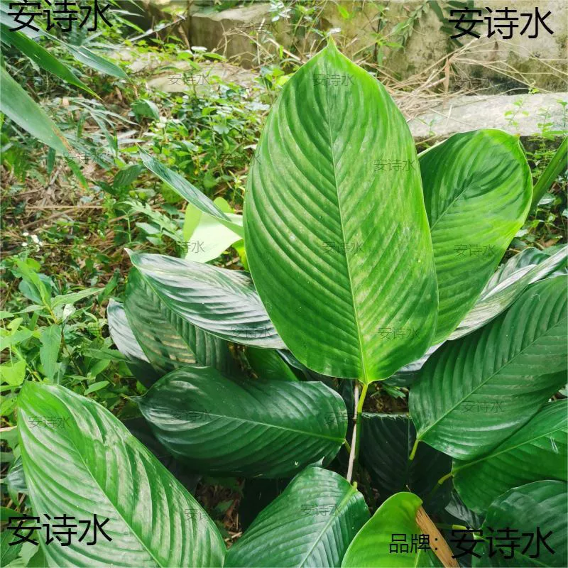 Guangxi rice dumpling leaf specialty, farm-produced fresh rice dumpling leaves, fresh winter leaves, rice dumpling leaves with rope