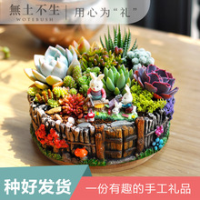 多肉植物组合小盆栽带盆套餐大颗好养教师节礼物桌面创意小盆景