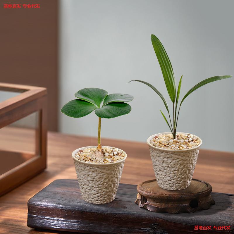 Miniature Buxus Bonsai Desktop Plant, Bamboo Cypress Green Plant for Living Room, Office, Chinese-Style Study, All Seasons