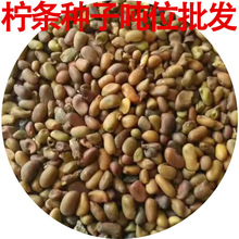 批发柠条种子锦鸡儿种子灌木树护坡防沙固土绿化草籽柠条种子批发