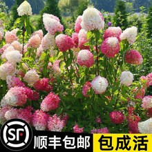 圆锥绣球花苗盆栽石灰灯香草草莓四季开花不断花卉室内易成活植物