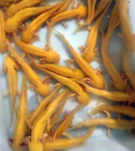 Hexagonal dinosaur fish cold water fish ornamental fish salamander freshwater fish giant salamander stall night market