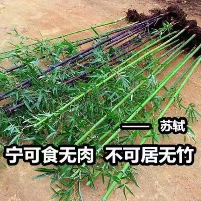 Один из бамбуковых саженцев из поколения в поколение