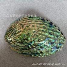 新西兰纹鲍鱼贝壳家居饰品海螺壳鱼缸水族创意摆件招财鲍鱼壳贝壳