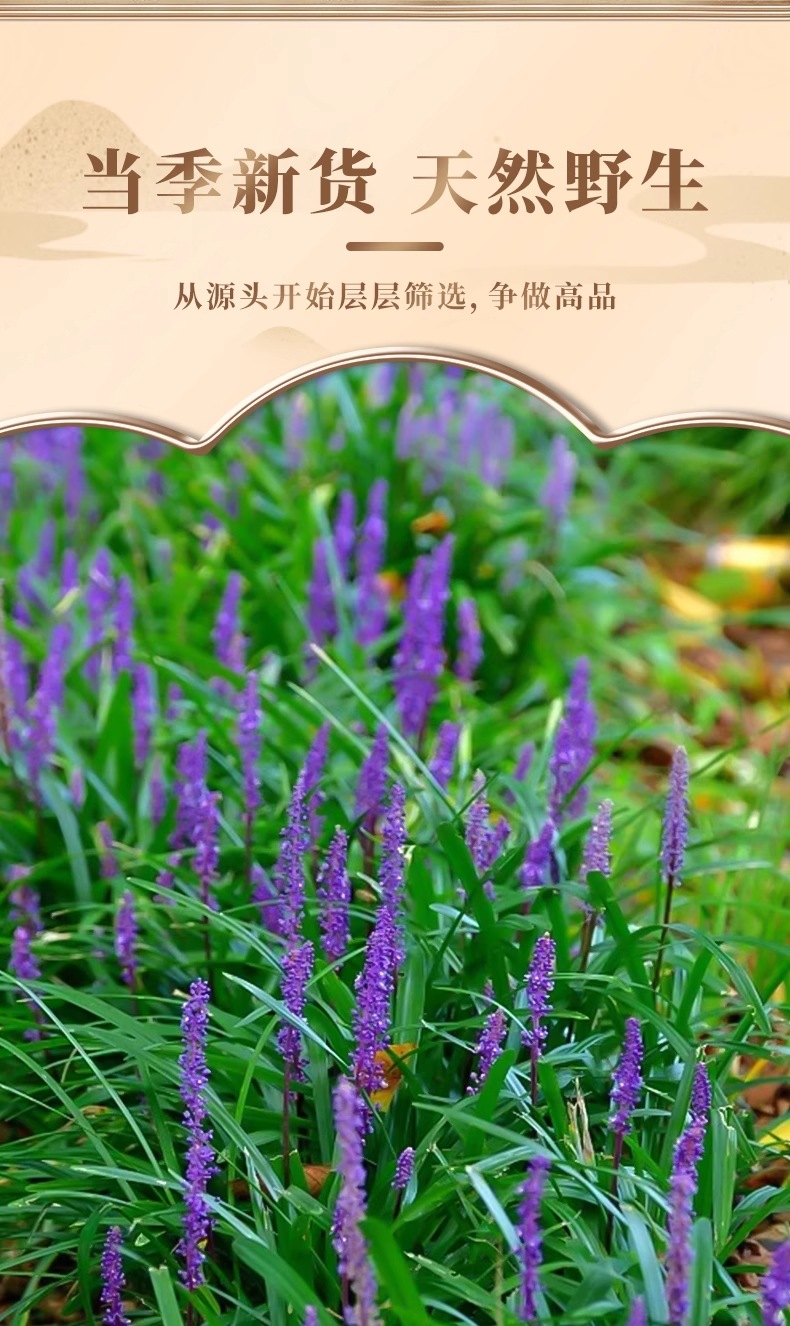 Mai Dong Ophiopogon Root Tea 50g Dried TCM Herbal Infusion for Daily Water Brew key features
