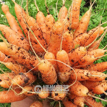 荷兰手指胡萝卜种子耐热耐寒迷你红胡萝卜种籽四季盆栽蔬菜种子孑