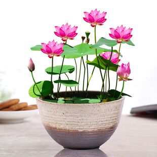 Bowl Lotus Hydroponic Plant Flower Indoor Flower Easy to Grow All Year Round Flowering Seeds Water Lotus Potted Living Room Water Lily