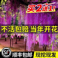 ���ٻ���������ֲ��໨�����}�ļ�����ͥԺ�Ϙ������_�������̨