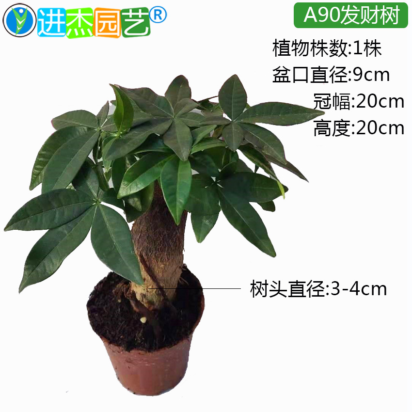 90发财树