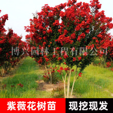 �����t�����ޱ���Z�q���ռt�t�����ͺ����ԾG���Ϙ�ͥԺ��ޱ����