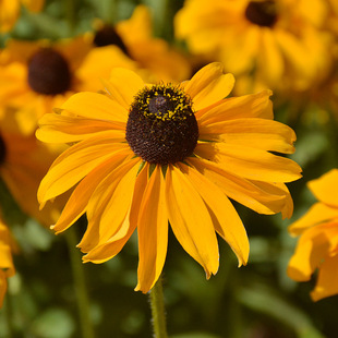 Production and Supply of Various Flower Seeds, Black Heart Chrysanthemum Seeds, Black Eye Pine Cone Chrysanthemum Seeds, Sowing Seeds in All Seasons