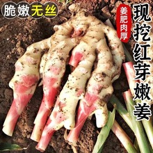 新鲜嫩姜现挖农家小仔姜5斤新鲜蔬菜当季子姜醋泡姜时令生姜芽子