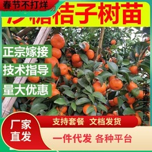 һ�����lɳ�ǽۘ�����������Ϸ������Nֲ���Ә���̽۹�������