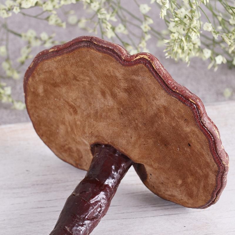 Dried Lingzhi Reishi Mushroom Whole Ganoderma lucidum 500g TCM Herbal Decoction Ingredient key features