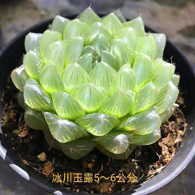 빙하 (6cm)