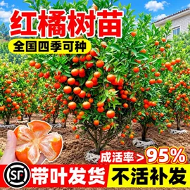 盆栽;园林果树;乔木