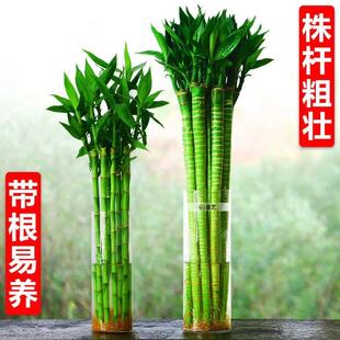 Dragon Bamboo with Roots Guanyin Bamboo Transfer Bamboo Fortune Bamboo Rich Bamboo Plant Water Culture Living Room Indoor Potted Hydroponic Green Plants