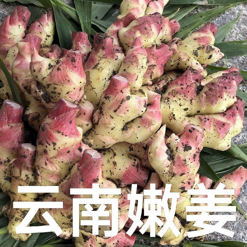云南小黄姜新鲜嫩姜嫩姜芽现挖红芽仔姜土特产当季小农家直供