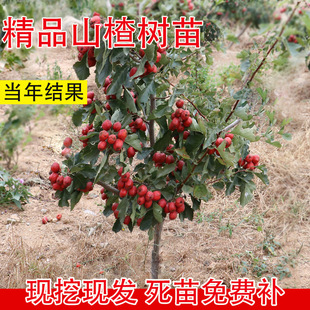 ɽ高�������������t�Ӵ�����Sɽ���޽�ɽ��t����������