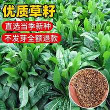 菊苣草种籽大叶多年生兔子牛鱼鸡鸭鹅养殖四季牧草种子种植高产种