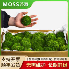 永生苔藓植物墙造景苔藓白发藓狭叶白发藓青苔造景室内枯山水景观