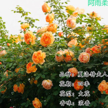 õ�廨���Ϙ��ش󻨻��ܾGֲ�������¼��Nޱ�҃����̨�ļ���