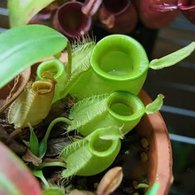 绿苹果超大猪笼草盆栽捕蝇草室内绿植水培庭院奇趣花