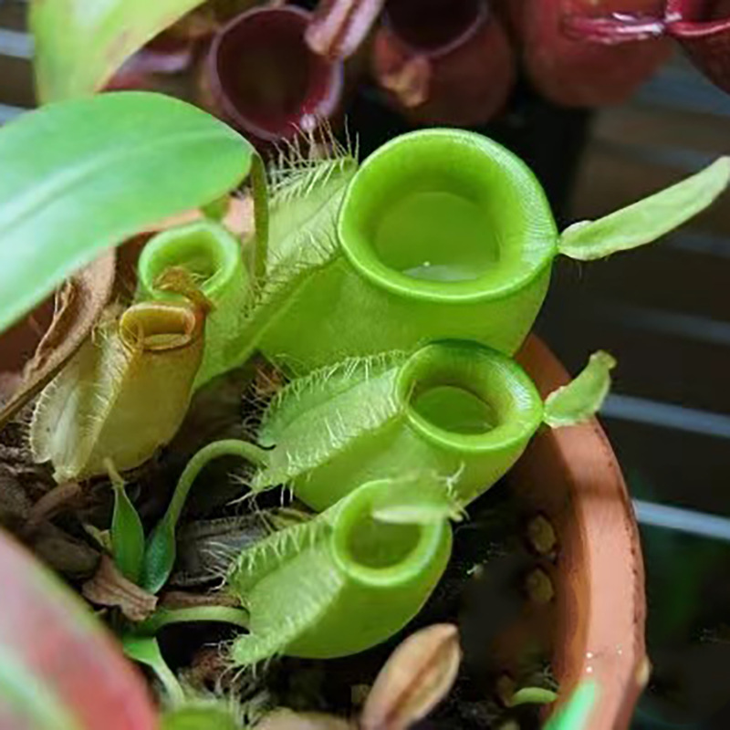 绿苹果超大猪笼草盆栽捕蝇草室内绿植水培庭院奇趣花
