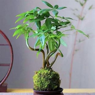 Hydroponic Money Tree Moss Ball Micro Landscape Scholar Tree Creative Small Potted Tea Table Desk Decoration Evergreen All Year Round