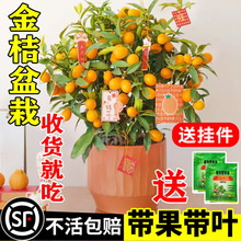 �ļ���ۘ����Կ�ʳ�Î����l؛��Ƥ���٘��绨��ֲ���҃Ȼ��Gֲ��