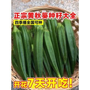 Okra Seeds, Balcony Vegetable Seedlings, Southern Red Okra Seeds, Spring Sowing, Four-Season Fruit and Vegetable Seeds