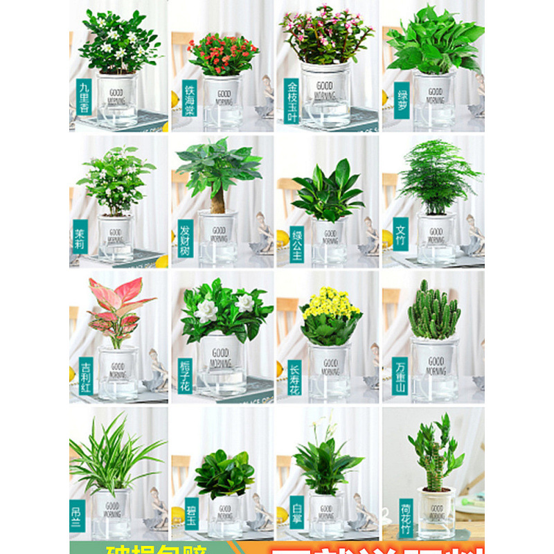 [선택 화분 3개] 굿모닝 화분 + 품종 메모 + 영양액 포함