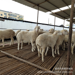 Сβ�������ĸ���Bֳ ���NСβ�������������� �^̥����