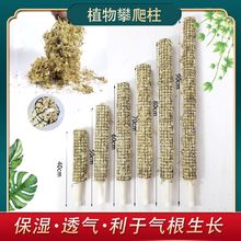 植物攀爬支撑杆龟背竹海芋秋海棠白锦绿萝批发苔藓棒青苔柱水苔柱