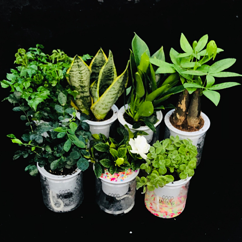 Oficina de árboles ricos para cultivar pequeñas plantas verdes en maceta, flores de arroz, plantas de mesa hidropónicas de orquídea de tigre image 3