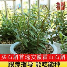 可食霍山铁皮石斛三年苗盆栽花绿植物室内外药用鲜条种苗石斛花卉