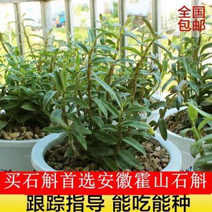 ��ʳ��ɽ�FƤʯ�����������Ի��Gֲ���҃���ș���r�l�N��ʯ������